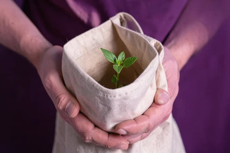 Mãos segurando uma ecobag de algodão cru com um pequeno broto de planta crescendo dentro, sobre uma mesa de madeira.