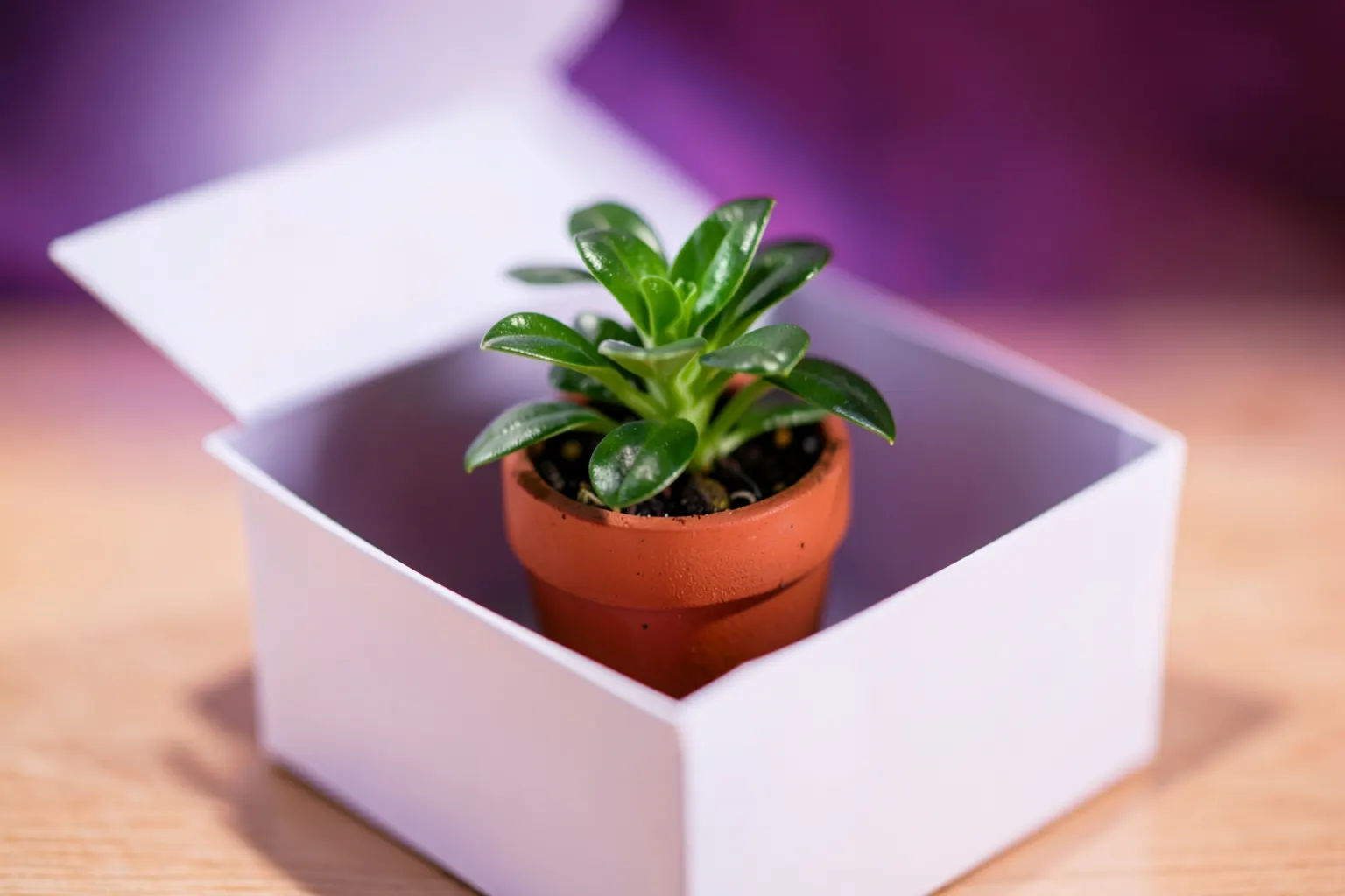 Embalagem de presente aberta com um pequeno vaso de planta verde saindo dela, sobre fundo de madeira clara.